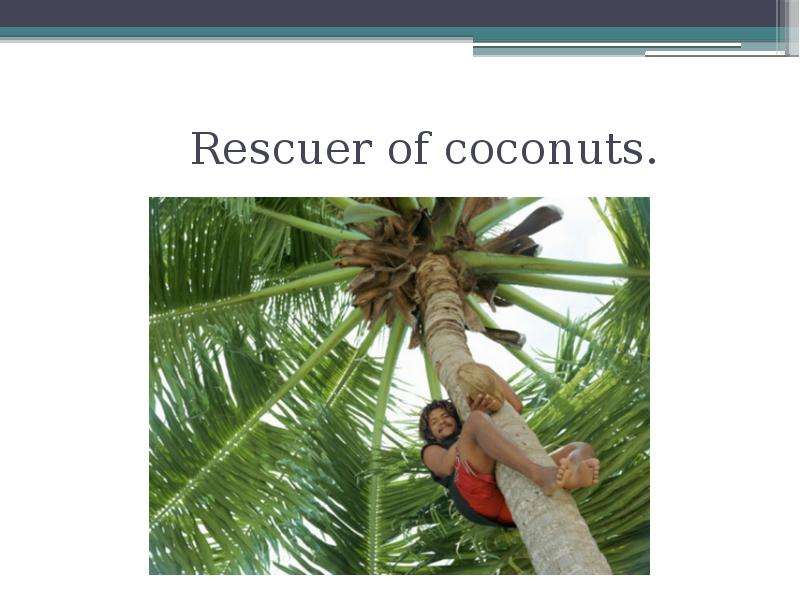 Rescuer of coconuts.