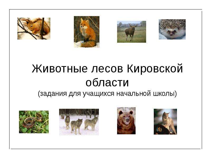 Презентация Животные лесов Кировской области (задания для учащихся начальной школы)