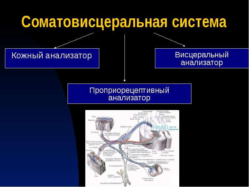 Соматовисцеральная система