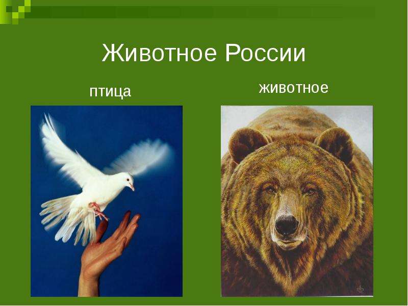Животное России птица