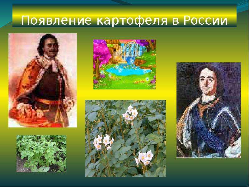 Появление картофеля в России