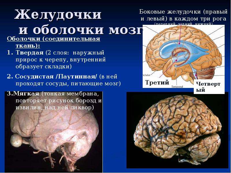 Желудочки и оболочки мозга