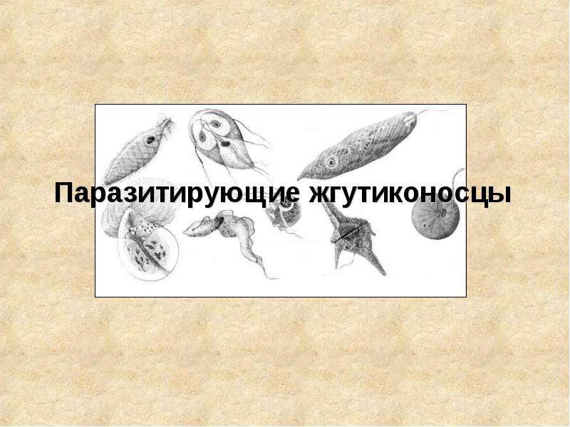 Презентация На тему "Паразитирующие жгутиконосцы" - презентации по Биологии