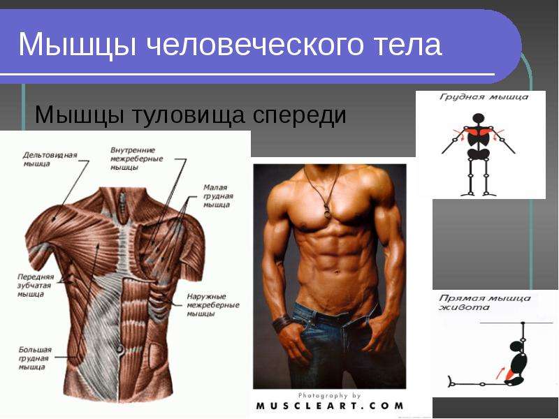 Мышцы человеческого тела