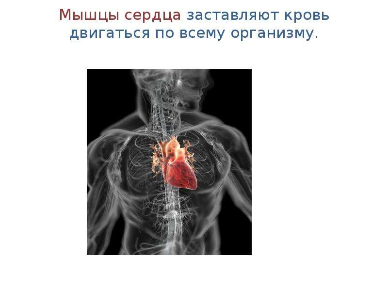 Мышцы сердца заставляют кровь