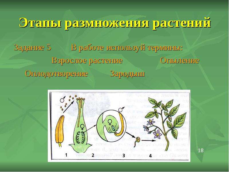 Этапы размножения растений