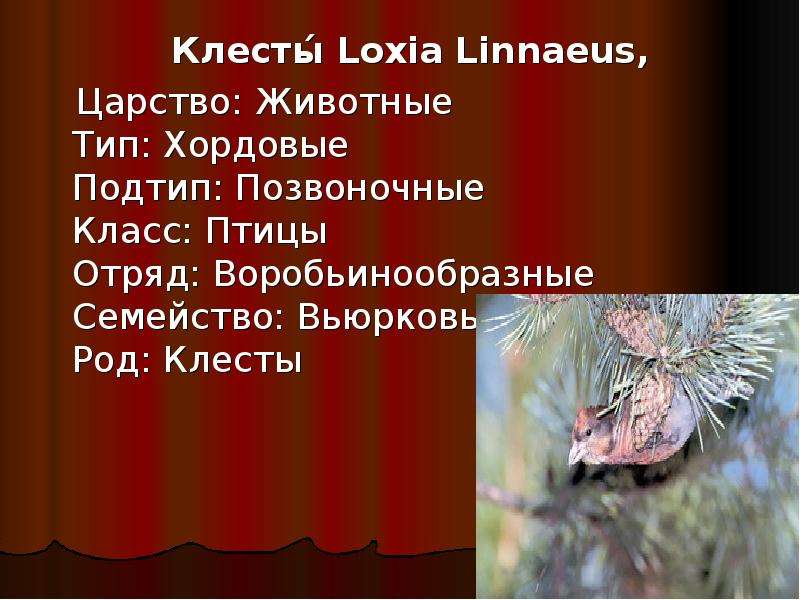 Презентация Клесты Loxia Linnaeus, Клесты Loxia Linnaeus, Царство: Животные Тип: Хордовые Подтип: Позвоночные Класс: Птицы Отряд: Воробьинообразные Семейство: Вьюрковые Род: Клесты