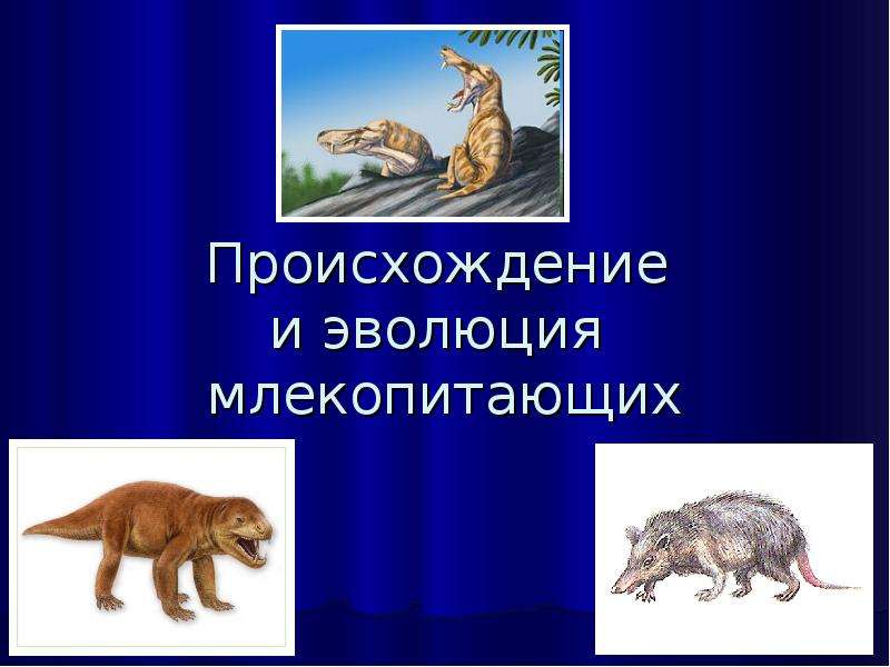 Презентация Происхождение и эволюция млекопитающих