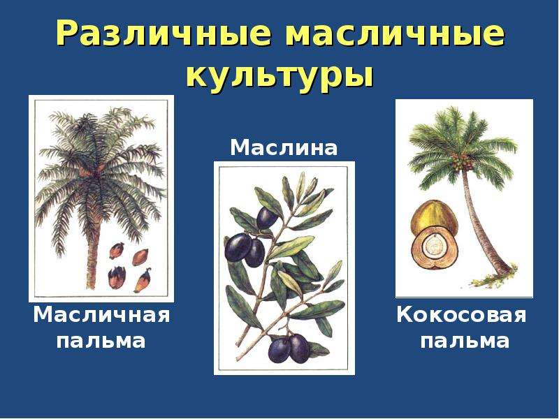 Различные масличные культуры