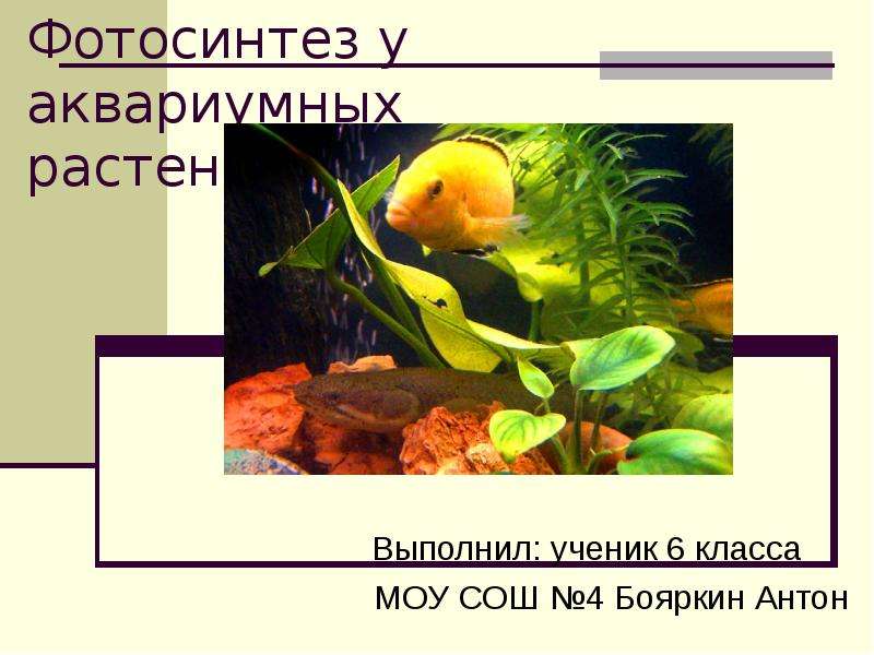 Фотосинтез у аквариумных