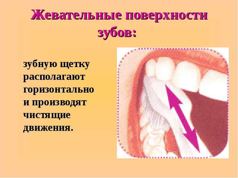 Жевательные поверхности зубов