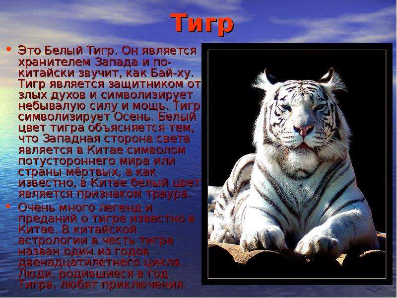 Тигр Это Белый Тигр. Он
