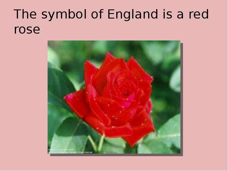 The symbol of England is a