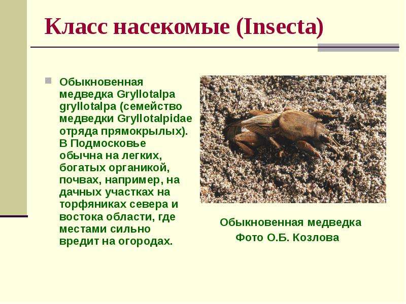 Класс насекомые Insecta