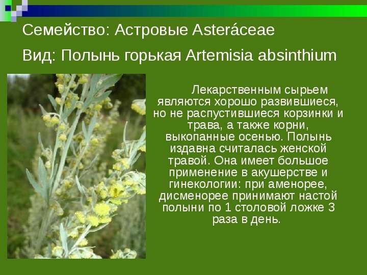 Семейство Астровые Asterceae