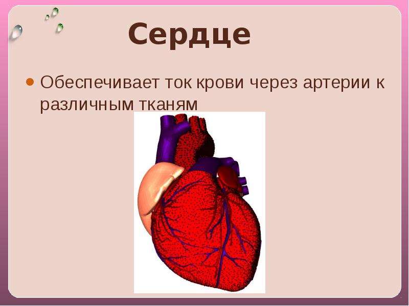 Сердце Обеспечивает ток крови