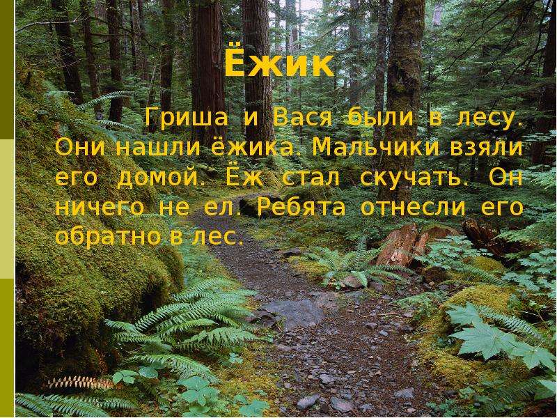 жик Гриша и Вася были в лесу.