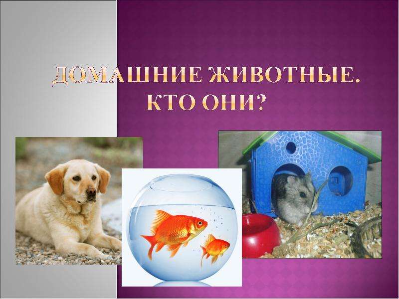 Презентация Домашние животные. Кто они? - презентация для начальной школы
