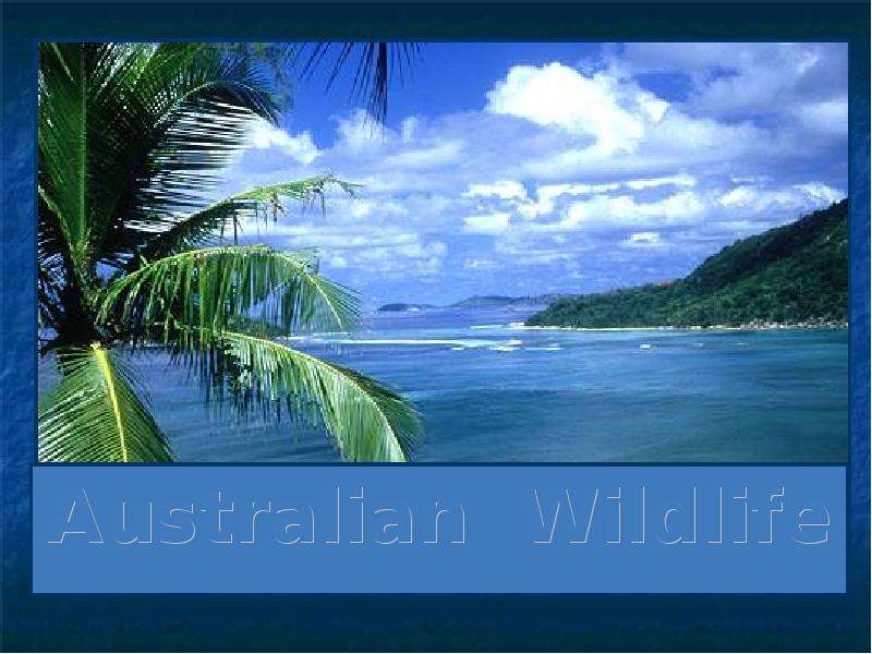Презентация Скачать презентацию Australian Wildlife
