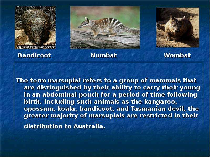The term marsupial refers to