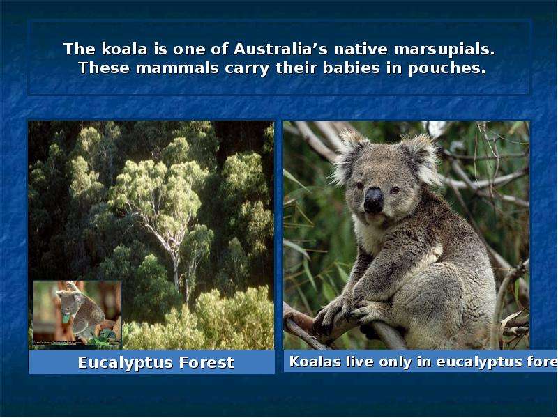The koala is one of Australia