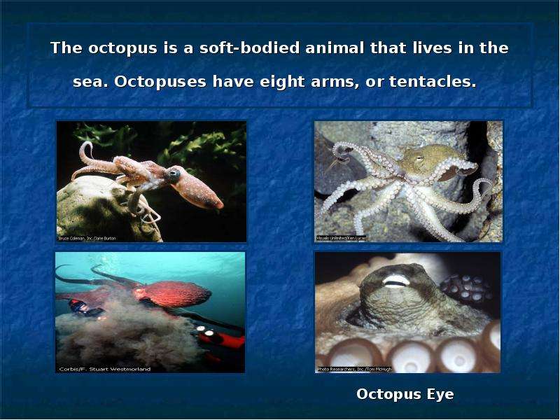 The octopus is a soft-bodied