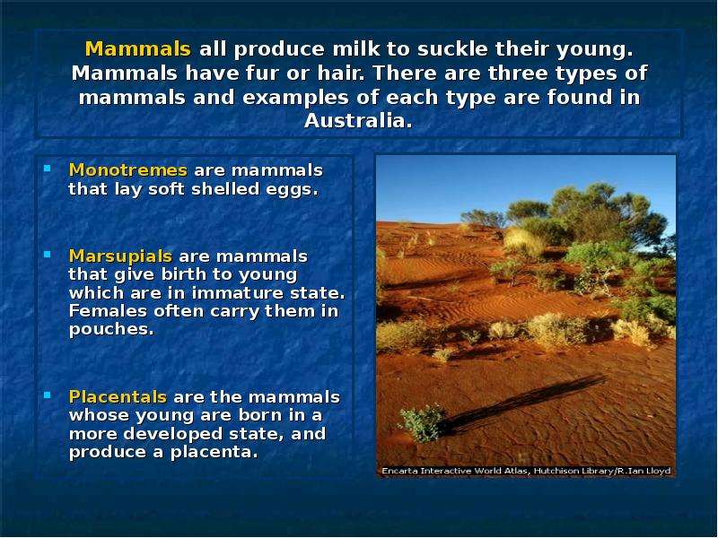 Mammals all produce milk to