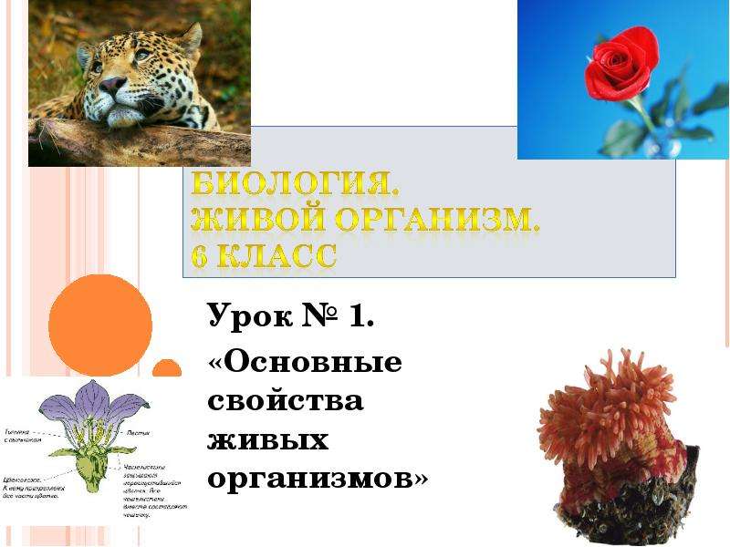Презентация Скачать презентацию Основные свойства живых организмов (6 класс)