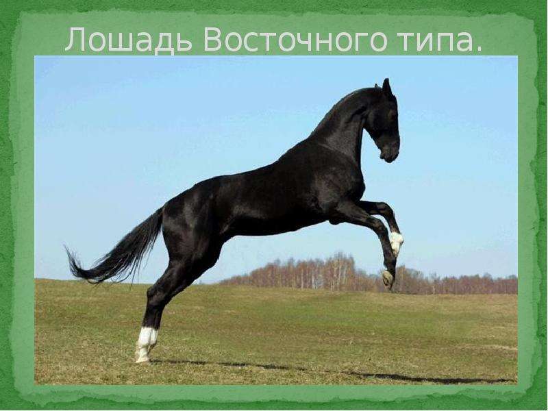 Лошадь Восточного типа.