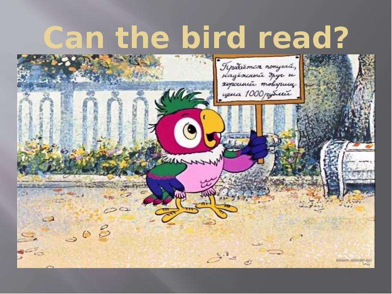 Can the bird read?