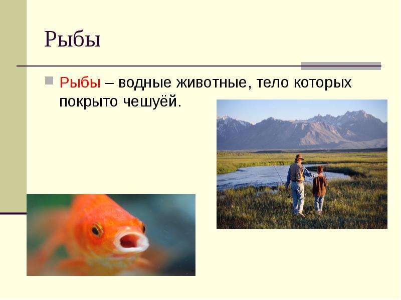 Рыбы Рыбы водные животные,