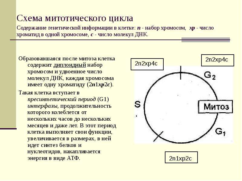 Схема митотического цикла