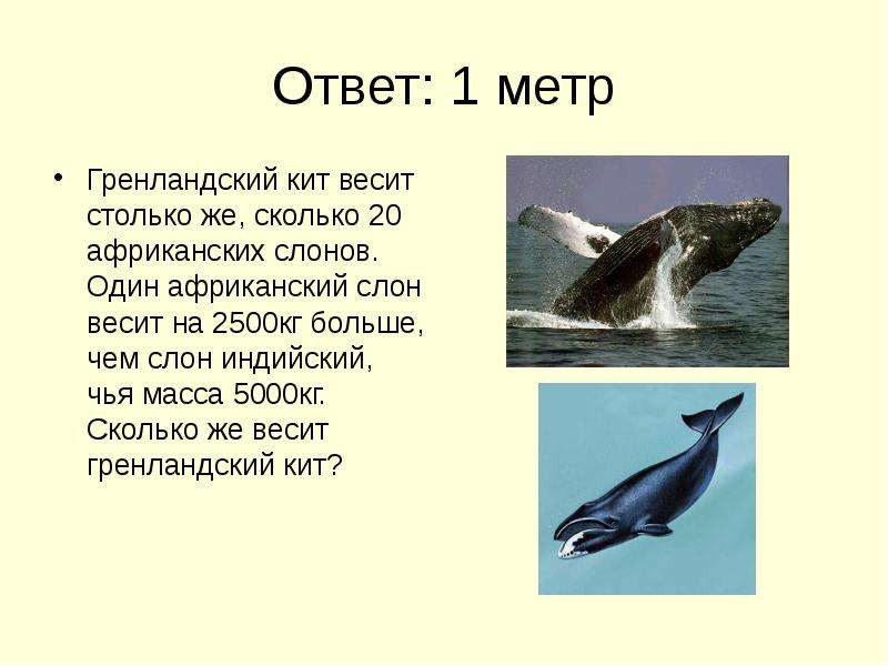 Ответ метр Гренландский кит