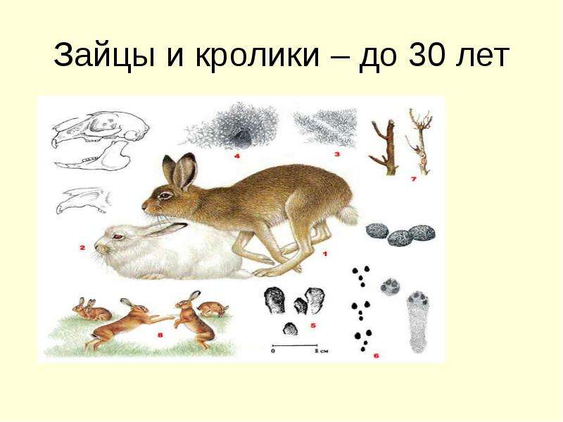 Зайцы и кролики до лет