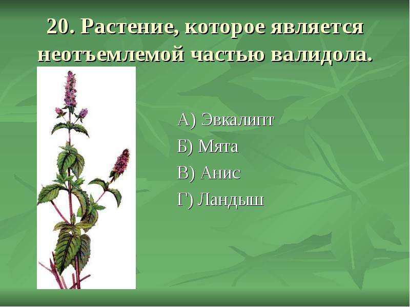 . Растение, которое является