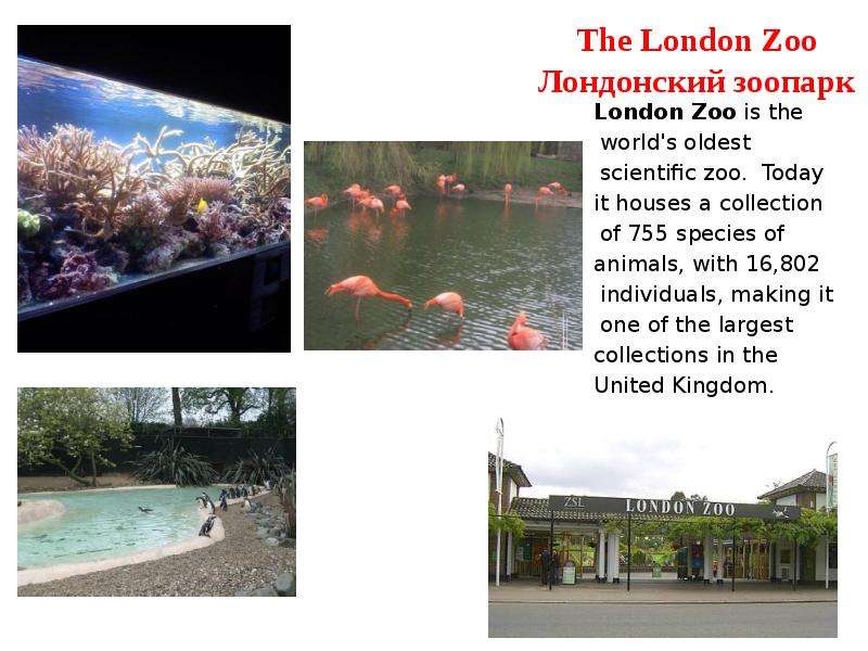 The London Zoo Лондонский