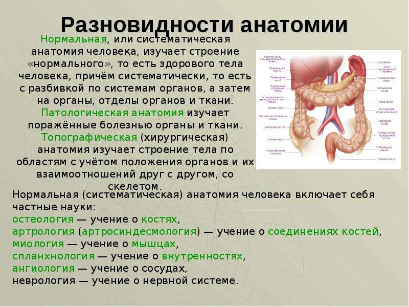 Разновидности анатомии