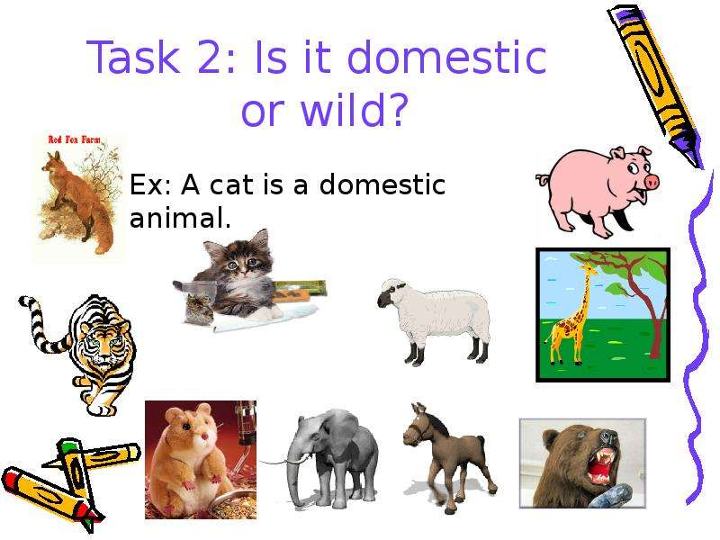 Task Is it domestic or wild?