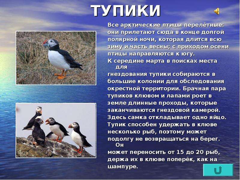 ТУПИКИ Все арктические птицы