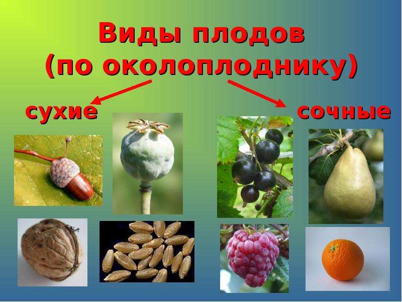 Виды плодов по околоплоднику