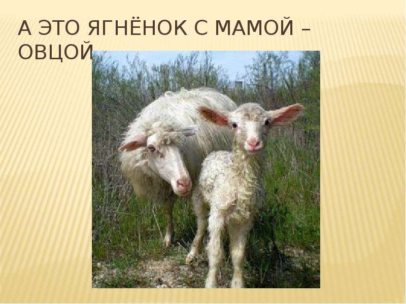А это ягнёнок с мамой овцой.
