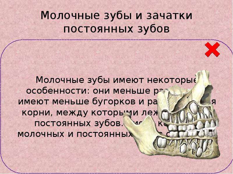 Молочные зубы и зачатки