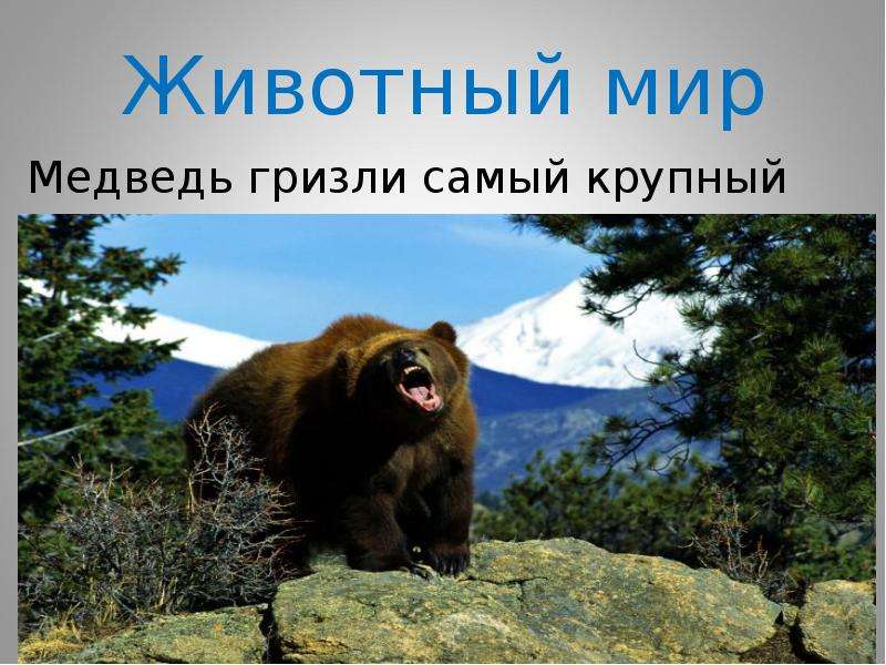 Животный мир Медведь гризли