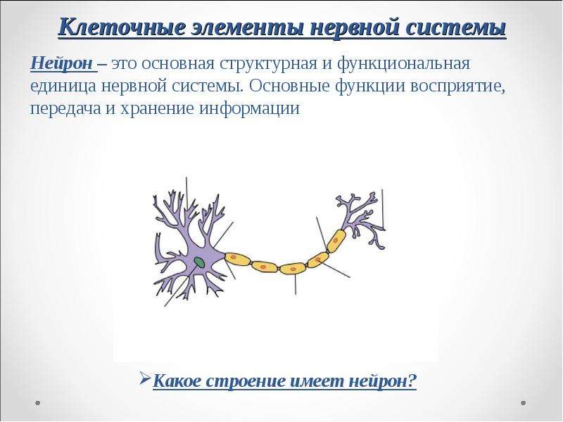 Клеточные элементы нервной