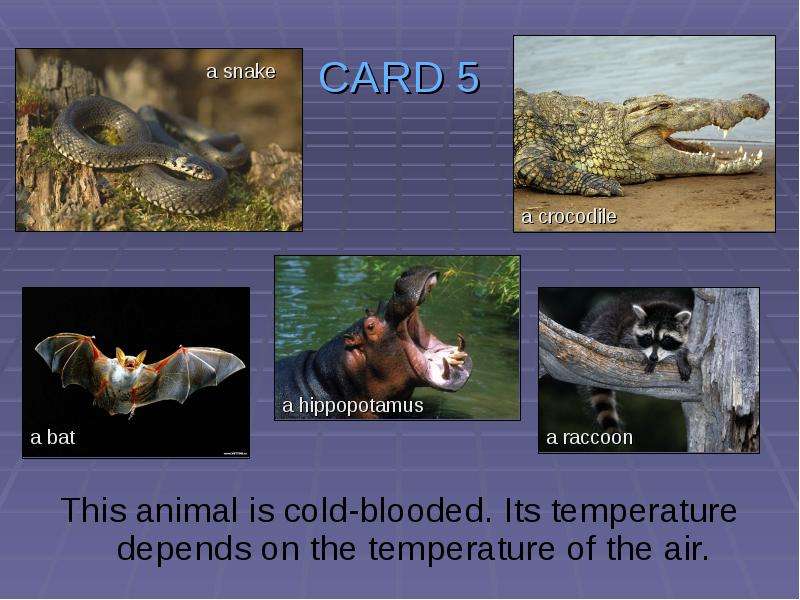 CARD This animal is