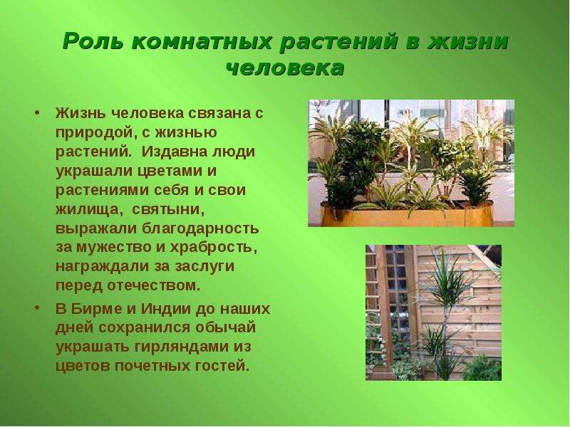 Роль комнатных растений в