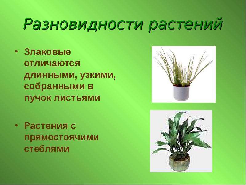 Разновидности растений