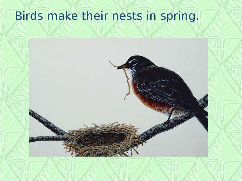 Birds make their nests in