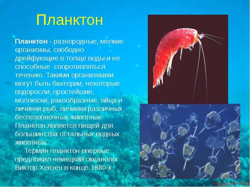 Планктон Планктон -