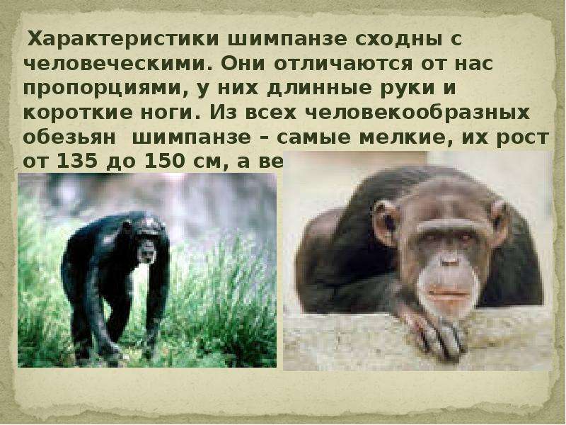 Характеристики шимпанзе